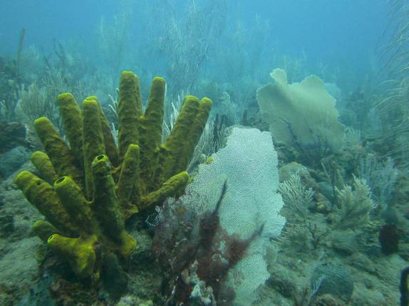 Muitas cores nas águas rasas de Three Anchors, em Montserrat, no Caribe